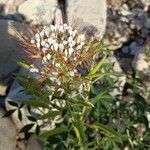 Cleome dodecandra Kvet