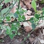 Cytisus scoparius Leaf