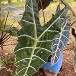 Alocasia longiloba Лист