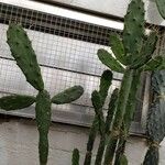 Opuntia dejecta ᱛᱟᱦᱮᱸ