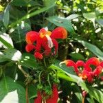 Centropogon solanifolius Flower