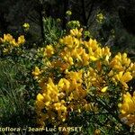 Genista monspessulana Habitus