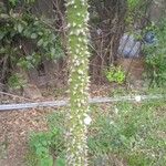 Ceiba pentandra 樹皮