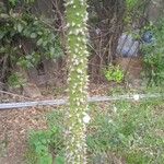 Ceiba pentandra Bark