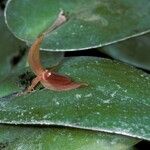 Pleurothallis linguifera Flower