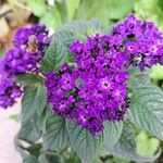 Heliotropium arborescens Flor