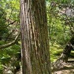 Chamaecyparis thyoides Bark