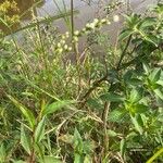 Persicaria punctata Fiore