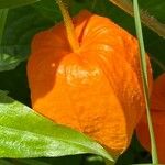 Physalis alkekengi Fruit