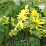 Silphium perfoliatum Çiçek
