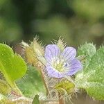 Veronica hederifolia Blüte