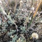 Artemisia frigida Blatt