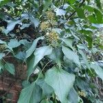 Hedera helixഇല