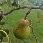 Pyrus cordata Fruto