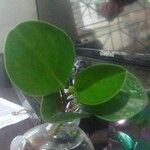 Peperomia magnoliifolia ഇല