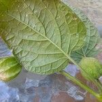 Physalis pubescens Fruit