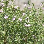 Podalyria calyptrata Hoja