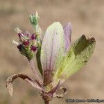 Plantago rhodosperma Liść