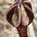 Ceropegia aristolochioides Kvet