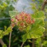 Physocarpus opulifolius Прочее