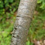 Castanea sativa 樹皮