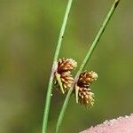 Cyperus subsquarrosus Fruit