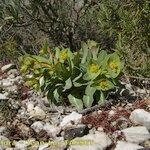 Euphorbia isatidifolia Habitus