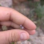Micromeria nervosa Flor