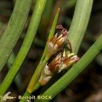 Juncus heterophyllus Frukt