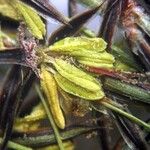 Juncus fernandez-carvajaliae Blüte