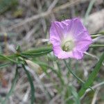 Ipomoea costellata Kvet