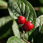 Cotoneaster bullatus 果實