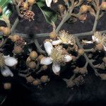 Caraipa densifolia Flower