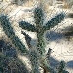 Cylindropuntia echinocarpaFulla