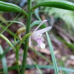 Oeceoclades monophylla 花