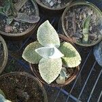 Kalanchoe gastonis-bonnieri Ліст