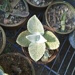 Kalanchoe gastonis-bonnieri List