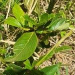 Vangueria madagascariensis Blad