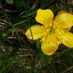 Ranunculus montanus Kukka