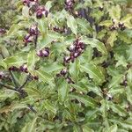 Pittosporum tenuifolium 葉