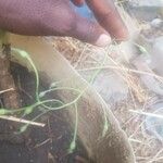 Dipcadi longifolium फूल