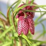 Fritillaria meleagris 葉