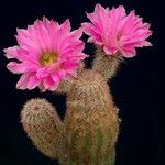 Echinocereus sciurus Celota