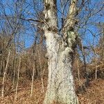 Quercus robur Koor