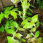Lactuca floridana Hábito