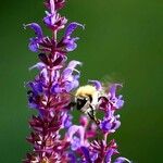 Salvia nemorosa Beste bat