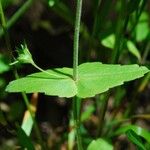 Collinsia verna Лист