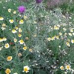 Silybum marianum Habitus