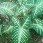 Alocasia longilobaFolha