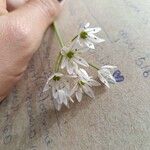 Allium trifoliatum Цветок